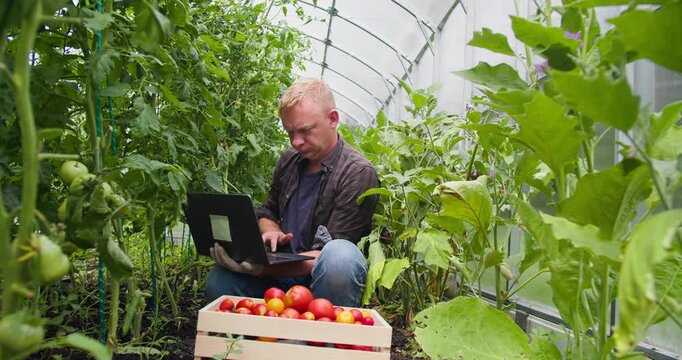 Greenhouse farming workspace, farmer surrounded by vegetables with a laptop and harvested tomatoes in a crate