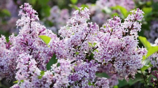 closeup of a pink lilac or elder flower bush in spring blooming in pink or purple color