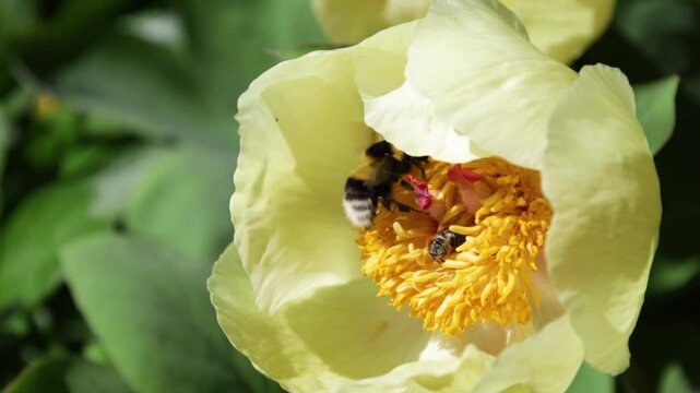a bee and a bumblebee flying in a yellow flower head to collect nectar honey