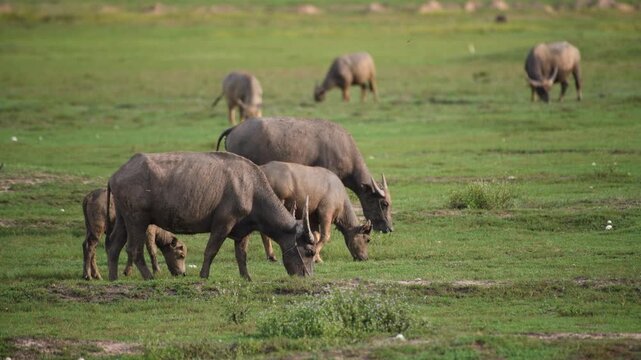 Water buffaloes grazing in the paddy field of Northeastern Thailand.