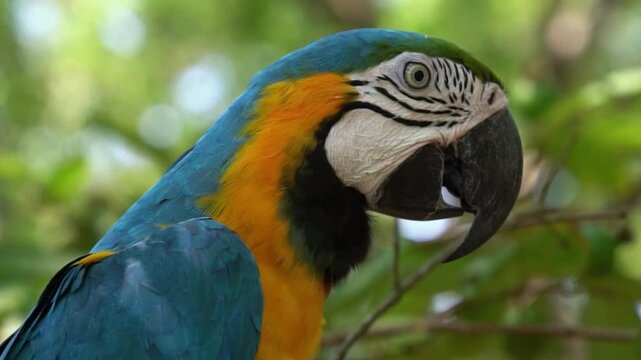 Majestic view of blue and yellow macaw parrot with vibrant feathers. 