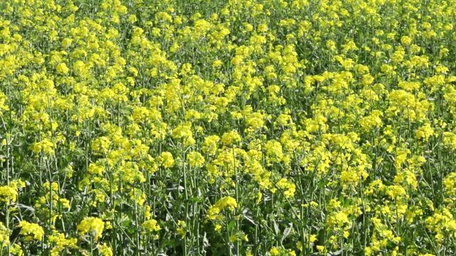 yellow canola field or colza field