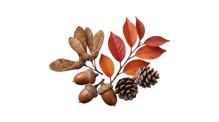 Vibrant autumn arrangement with colorful leaves, rustic acorns, a pinecone, and maple seeds on transparent background. © Nicole