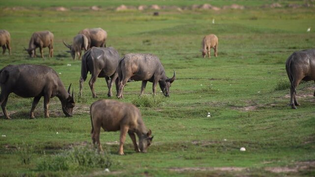 Water buffaloes grazing in the paddy field of Northeastern Thailand.