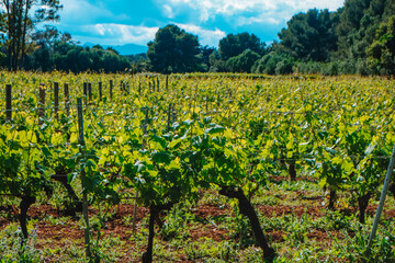 Naklejka premium sunlit vineyard landscape on Ile Saint-Honorat