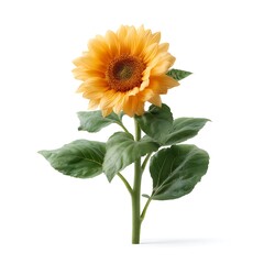 Fototapeta premium Vibrant Single Sunflower with Green Leaves Isolated on White Background for Floral Designs