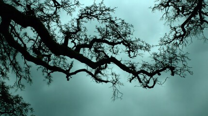 Fototapeta premium Silhouetted Weathered Oak Tree Branches Reaching Towards a Moody Sky