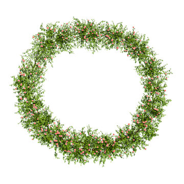 Floral circular frame of pink climbing roses on transparent background, 3D render.