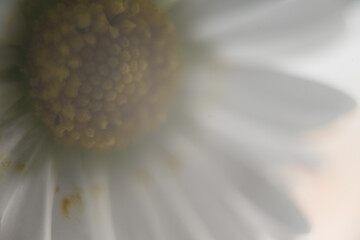 blume gänseblümchen natur pflanze nah makro © fotorena.de