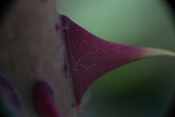 dorne pflanze blume natur © fotorena.de