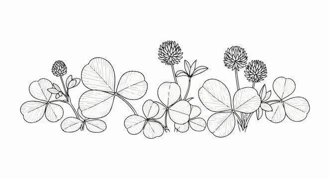 Hand-drawn illustration of clover plants with flowers and leaves