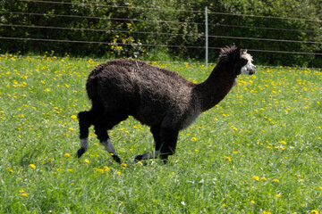 Fototapeta premium alpaka tier natur lama