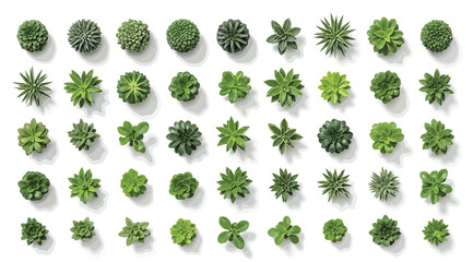 Set of various succulent plants © Saharia