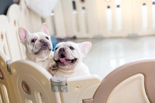 Two happy white french bulldog puppies looking up cheerfully from behind plastic playpen fence indoors sharing joyful moment of playful curiosity and innocent excitement in their safe enclosure