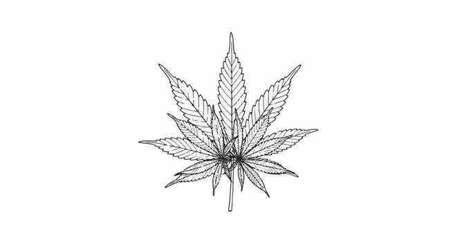 Detailed black and white drawing of a cannabis leaf on a white background