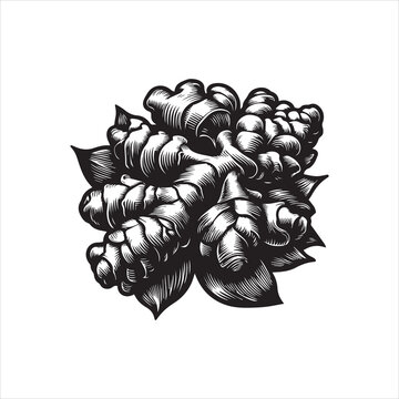 Black and white illustration of a detailed pinecone with leaves on a plain background, featuring vector design elements and logos.