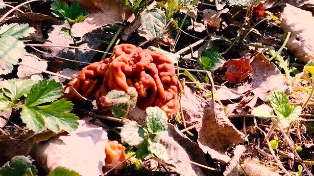 Gyromitra esculenta mushroom in the forest.