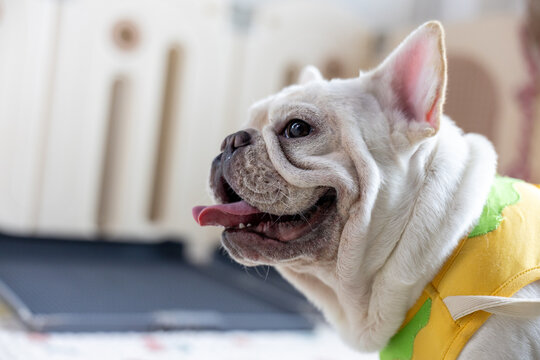 Happy white french bulldog pet dog panting with tongue sticking out wearing bright yellow clothing looking cheerful and joyful indoors against soft blurred background