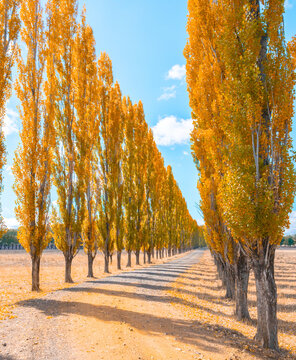 Autumn colour in New England