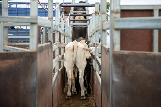 Looking up a race, loading cattle on a truck