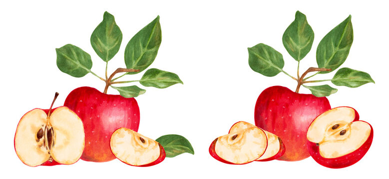 Whole apple with leaves, half and slice of fruit. Botanical watercolor illustration. Fruit composition. Hand drawn isolated art. Natural food product for food packaging, menu and juices.