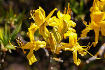 Fototapeta premium Close-up of a Yellow Azalea Flower in a Spring Garden