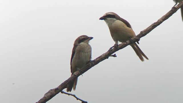 A trio of wild shrike birds perched together in a row on a bare diagonal tree branch against a bright overcast sky.
