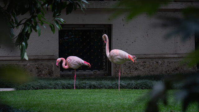 Pink Flamingos Standing on Grass in Urban Garden Setting