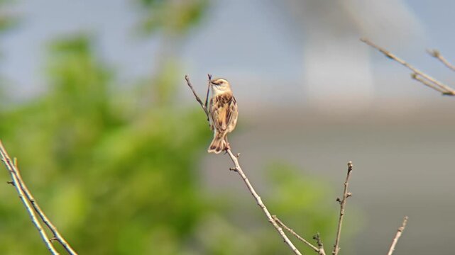 Rear view of a small brown wild songbird perched on a delicate bare twig, looking back over its shoulder against a blurred green nature background.