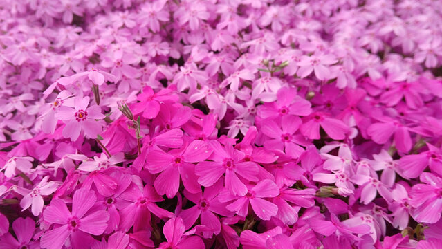 close up of pink moss phlox flowers blooming along a stone edge in a spring garden