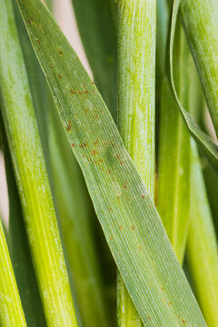 Physiological leaf spots (PLS) on barley leaves caused by abiotic stress.