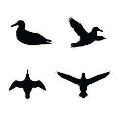 Obraz premium Set of black duck and waterfowl silhouettes in flight and resting poses, isolated on white background.