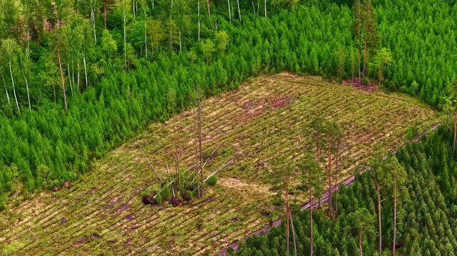 Aerial shot reveals fresh seedling rows planted across cleared Latvian logging site, surrounded by dense mature pine, spruce and birch woodland canopy