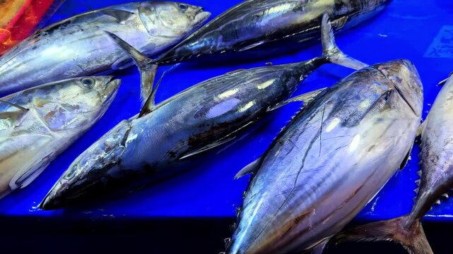 Whole tuna fish laid on blue tray at a seafood market stall, Surigao, Philippines