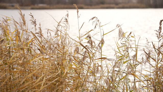 Video of dry yellow reeds and cattails blowing and swaying in wind on shore of a lake or river. Calm, tranquil nature scene on a cloudy, overcast autumn day. Peaceful background footage