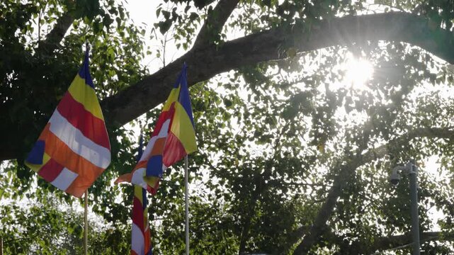 Close-up of branches of the sacred Sri Maha Bodhi tree in Anuradhapura, Sri Lanka, with two Buddhist flags in front, highlighting its religious significance and natural detail