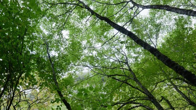Sunlight peeks through vibrant green leaves of a dense forest canopy. Ideal for nature-themed projects or environmental documentaries.