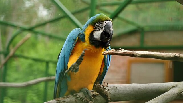 Blue and yellow macaw parrot sitting on branch, scratching its head with its claw. Exotic Ara ararauna bird preening itself in tropical park or aviary. Beautiful wildlife concept, zoo, reserve