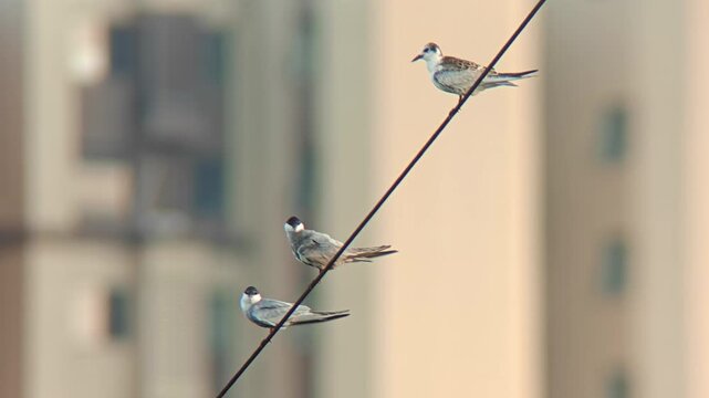 Three wild tern birds perched together on a diagonal diagonal wire against a softly blurred urban city building background.