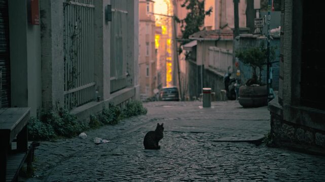 Istanbul street cat at dawn with moody cityscape and cobblestone path