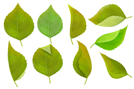 Collection of green leaves isolated on white background.