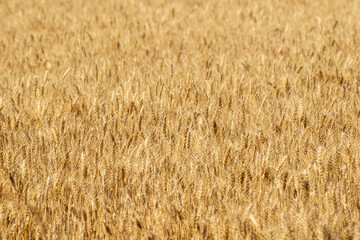 Fototapeta premium Blurred golden wheat field swaying in the wind The Concept of agricultural abundance