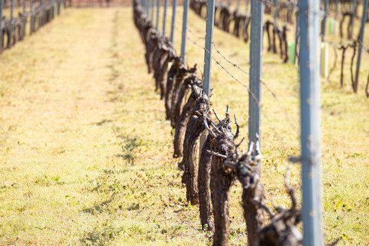 Vineyard row in winter with pruned vines The Concept of patience
