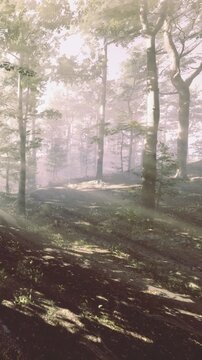 A forest scene shows tall trees standing in fog. Soft light filters through the leaves as a trail winds through the undergrowth. Small plants and rocks are visible on the ground.