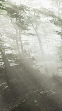 Fog fills a forest as daylight breaks through tree branches. Leaves appear in soft focus while shadows stretch across the ground. It is early morning, and the woods look quiet and still.