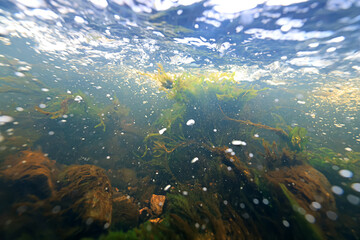 Underwater photo in a fast-flowing freshwater river with algae and underwater landscape © kichigin19