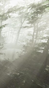 Bright rays of light shine through tall trees in a misty forest. Plants and leaves are visible as the sun rises in the early morning, creating a unique atmosphere in nature.