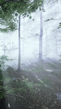 A tree stands tall with many branches covered in green leaves. Sunlight filters through dense foliage. The scene captures nature growing in a forest during daytime.