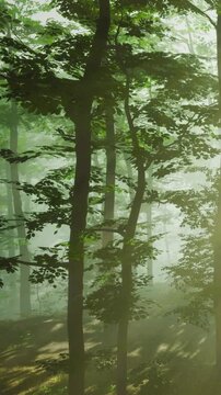 Sunlight breaks through the branches of tall trees in a green forest. Soft light creates patterns among the leaves and branches. The scene shows nature with fog lingering in the air.