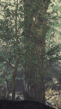 Sunlight filters through leaves in a dense forest. Tall trees surround the area, with various shades of green filling the space. A sense of nature is present in the scene.